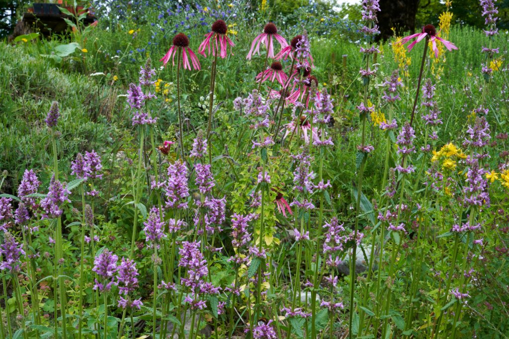 Blumen Schweibenalp
